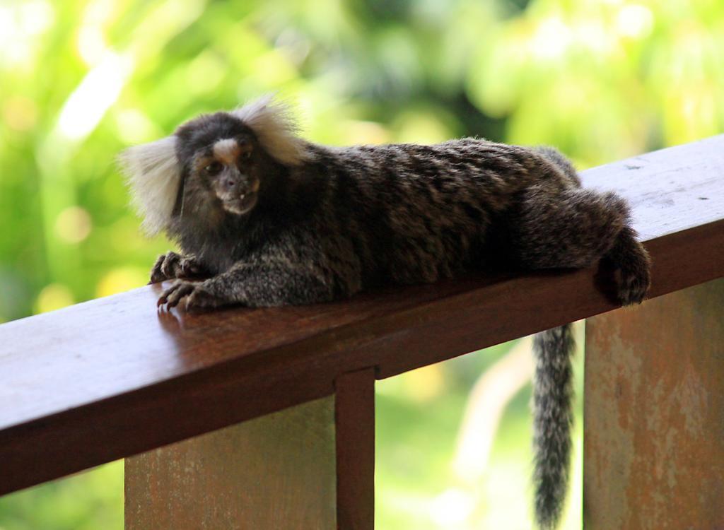 Eco Pousada Paraiso Dos Coqueirais ジャパラティンガ エクステリア 写真