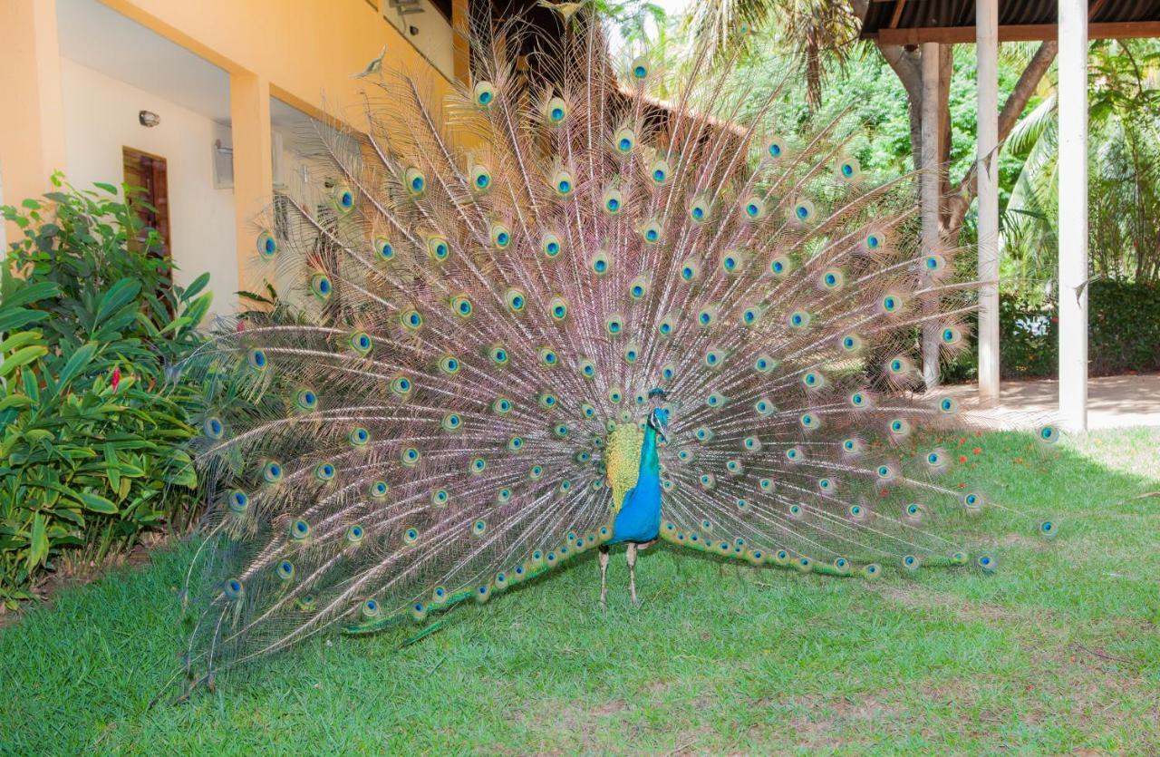 Eco Pousada Paraiso Dos Coqueirais ジャパラティンガ エクステリア 写真
